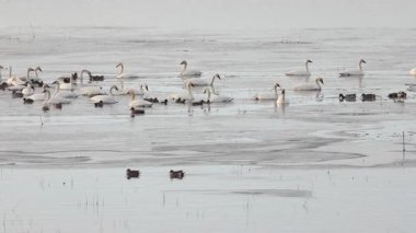 Tundra kuğuları (Cygnus Columbianus) ve çeşitli su kuşları, Plumas County, Kaliforniya 'daki Almanor Gölü' nün buzlu sularında kış göçü sırasında dinlenirler..