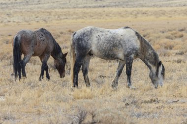 Bir Bay Roan aygırı ve mavi bir Roan Mustang piramit gölü yakınlarındaki kurak Nevada çölünde otluyor ve doğal ortamlarındaki vahşi atların güzelliğini gösteriyor..