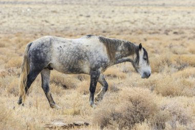 Nevada, Piramit Gölü yakınlarındaki kurak çölde yürüyen vahşi bir roan Mustang kısrağı, kuru otlar ve çalı ile çevrili..