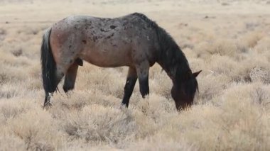 Kuzey Nevada yüksek çölünde, Washoe County 'deki Pyramid Lake Reservation' ın hemen dışında otlayan Roan Mustang aygırı..