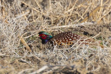 Korkak bir erkek halka boyunlu sülün (Phasianus colchicus) Honey Lake Wildlife Refuge, Lassen County, Kaliforniya 'da kuru çalıların arasında saklanır..