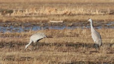 Bir çift kum tepesi turnası (antigone Canadensis), Lassen County California 'daki Bal Gölü Vahşi Yaşam Bölgesi Fleming Birimi' nde birbirleriyle konuşuyor. Kanada kazları arka planda duyulabilir..