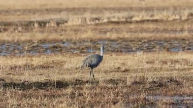 Lassen County Kaliforniya 'daki Bal Gölü Vahşi Yaşam Bölgesi Fleming Birimi' nde bir kum tepesi vinci (antigone Canadensis) arama yapıyor.