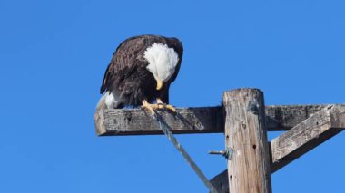Kel kartal (Haliaeetus leucocephalus), açık mavi gökyüzüne karşı, Tule Gölü Ulusal Vahşi Yaşam Sığınağı 'nda insan yapımı bir levreğe uzanır..