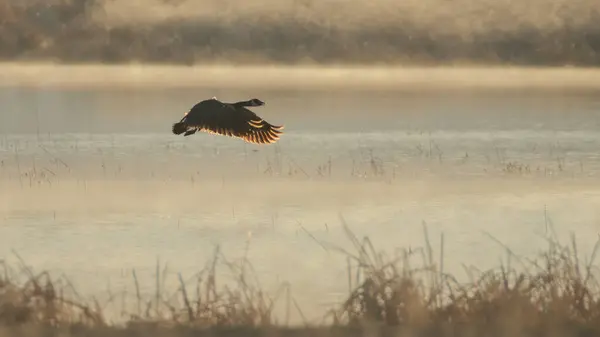 Kanadalı kaz (Branta canadensis) yumuşak sabah ışığında Honey Lake Wildlife Refuge, Lassen County, Kaliforniya 'da alçaktan uçuyor..