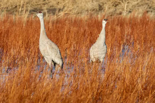 Bir çift Kum Tepesi Turnası (Antigone canadensis), sabahın erken saatlerinde Kaliforniya 'daki Honey Lake Wildlife Area' da altın bir bataklıkta vokal yapıyor..