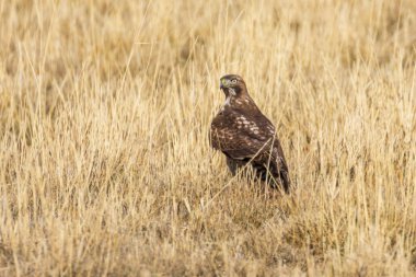 Genç kızıl kuyruklu şahin (Buteo jamaicensis) Lassen County, Kaliforniya 'da kuru otlaklarda duruyor.
