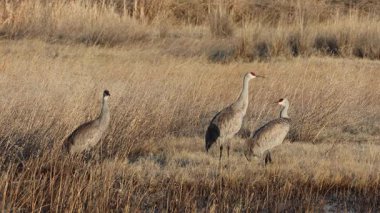 Honey Lake Wildlife Area, Lassen County, Kaliforniya 'da bulunan üç adet kum tepesi turna kuşu (Antigone canadensis) bulunmaktadır..