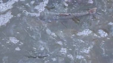 Geniş gökkuşağı alabalığı (Oncorhynchus mykiss) Kartal Gölü, Lassen County, Kaliforniya yakınlarındaki Pine Creek balık tuzaklarının altında yüzüyor..
