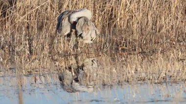 Bir kum tepesi vinci (Antigone canadensis), Kaliforniya 'daki Honey Lake Wildlife Area' daki durgun suda yansıması ile bir bataklıkta kendini ön plana çıkarır..