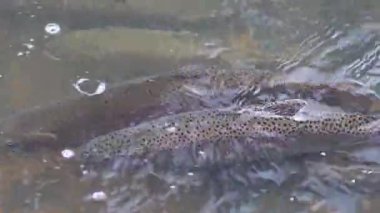 Yumurtlayan Kartal Gölü Gökkuşağı Alabalığı 'nın (Oncorhynchus mykiss aquilarum) Pine Creek Weir, Lassen County, Kaliforniya' da akıntıya karşı yüzüşü..