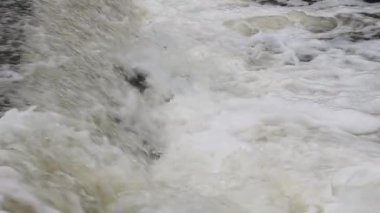 Lassen County, Kaliforniya 'daki Pine Creek Weir' da akıntıya karşı atlayan Kartal Gölü gökkuşağı alabalığının (Oncorhynchus mykiss aquilarum) yavaş çekim videosu.