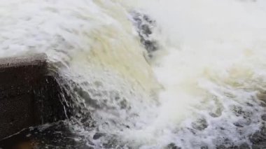 İki Eagle Lake gökkuşağı alabalığının (Oncorhynchus mykiss aquilarum) Lassen County, Kaliforniya 'daki Pine Creek Weir' da akıntıya karşı sıçrayan videosu..