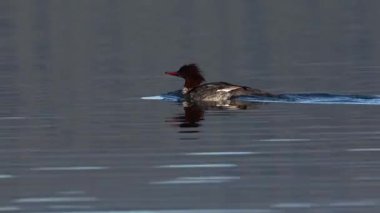 Mergus merganser tavuğu (Mergus merganser) Lassen County, Kaliforniya 'daki Eagle Gölü' nde sakince yüzer ve daha sonra doğal bir avlanma hareketi ile su altına dalır..