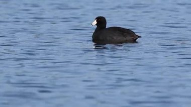 Amerikan coot (Fulica americana) sakin bir şekilde süzülerek Lassen County, Kaliforniya 'da bulunan Eagle Gölü' nde, sakin ve düşük açılı vahşi yaşam görüntüleriyle yakalanır..