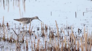 Daha büyük sarı bacaklar (Tringa melanoleuca) erken bahar göçü sırasında Klamath Vahşi Yaşam Sığınağı 'ndaki sığ sularda arama yapıyorlar..