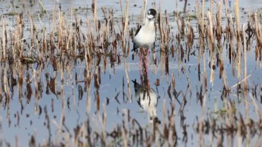 Siyah boyunlu stilt (Himantopus mexicanus), bahar zamanı yavaş çekimde uçmaya başlamadan önce Klamath Refuge 'daki durgun suda durur..