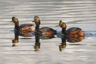 Canlı üreme tüyleri içinde üç kulaklı yunus (Podiceps nigricollis) sakin göl sularında yüzer, yansımalarının yansımasıyla yansıtır..