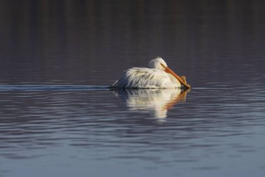 Beyaz Amerikan pelikanı (Pelecanus erythrorhynchos) yumuşak sabah ışığında durgun göl suyunun üzerinde süzülerek yansıma oluşturur..