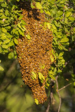 Shasta İlçesi 'ndeki Mavi Meşe ağacında bal arısı sürüsü.