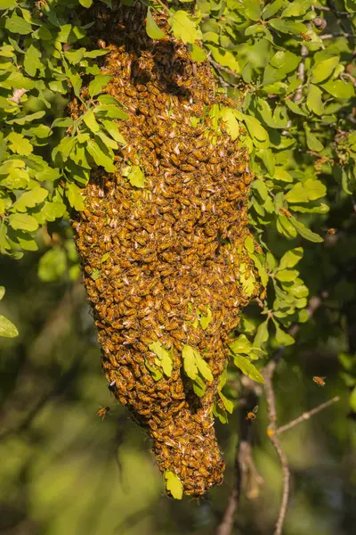 Shasta İlçesi 'ndeki Mavi Meşe ağacında bal arısı sürüsü.