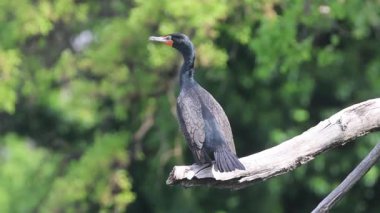 Çift tepeli karabatak (Phalacrocorax auritus), Shasta County California 'daki Sacramento Nehri boyunca yemyeşil orman arka planına sahip güneşli bir dala tünemiştir.