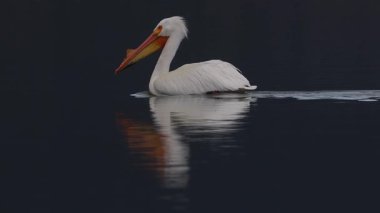 Amerika 'nın beyaz pelikanı (Pelecanus erythrorhynchos) ve damızlık halindeki amcası Lassen County, Kaliforniya' da gölde sabah güneşinin altında süzülürler. Yavaş çekim. 