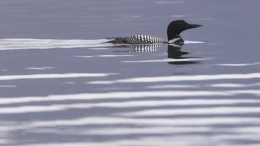 Kartal Gölü, Kaliforniya 'da üreme tüylerinde yaygın olarak görülen kuş tüyü, kırmızı gözleri ve kıtır siyah-beyaz tüylerini sergileyerek yumuşak sabah ışığında yüzer ve dalarlar..