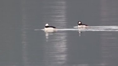 İki bufalo kafalı (Bucephala albeola) Lassen County, Kaliforniya 'da sakin bir gölde yüzerek durgun su yüzeyinde dalgalanmalar yaratır..