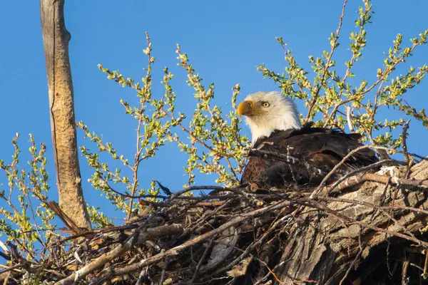 Kel kartal (Haliaeetus leucocephalus) Aşağı Klamath vahşi yaşam sığınağındaki yuvasında dinleniyor, Siskiyou County, Kaliforniya.