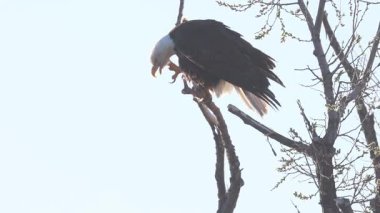 Kel kartal (Haliaeetus leucocephalus) çıplak bir ağaca tünemiş, açık bir günde Aşağı Klamath Ulusal Vahşi Yaşam Sığınağı 'nda boynunu kaşımaktadır..