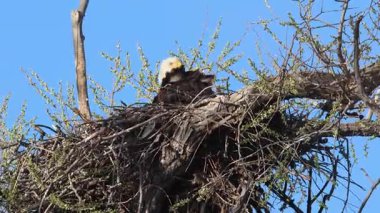 Kel kartal (Haliaeetus leucocephalus) Aşağı Klamath vahşi yaşam sığınağındaki yuvasında, Siskiyou County, Kaliforniya 'da rüzgarlı bir sabah.