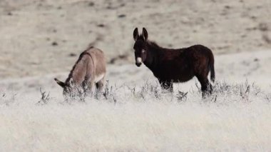 Lassen County California 'daki Smoke Creek Çölü' nde otlayan iki yabani eşek Nevada eyalet sınırına yakın..