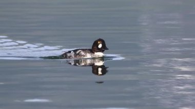 Erkek ortak altın göz (Bucephala clurla) sakin bir bahar sabahı yüzeye yansıyarak durgun göl suyunda yüzer ve pembeleşir..