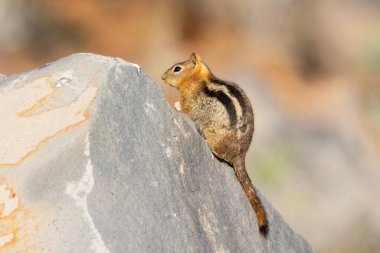 Altın mantolu (Callospermophilus lateralis) sincap Lassen County, Kaliforniya 'da doğal yaşam alanında kayaların üzerine tünemiştir..