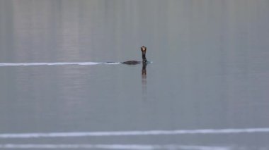 Kartal Gölü, Lassen County, Kaliforniya 'da yüzen çift tepeli karabatak (Nannopterum auritum) canlı üreme tüyleri ve turkuaz gözler.