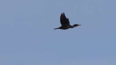 Kartal Gölü, Lassen County, Kaliforniya üzerinde uçan çift tepeli karabatağın (Nannopterum auritum) yavaş çekim görüntüleri canlı üreme tüyleri ve turkuaz gözleri göstermektedir..