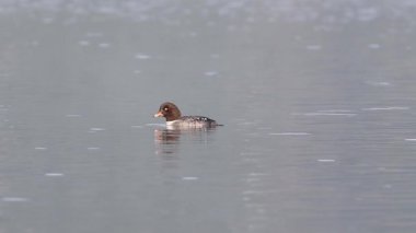 Lassen County California 'daki Kartal Gölü' nün sakin sularında yüzme ve dalış yapan sıradan altın göz..