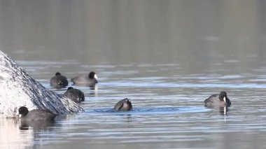 Amerikalı coots (Fulica americana), ABD 'nin Lassen County California eyaletindeki Eagle Lake' de şafak vakti yiyecek arıyor..