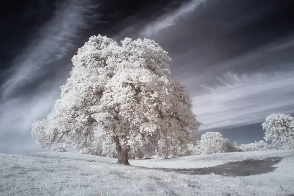 Kızıl ötesi sahte renkli fotoğraf, Redding, California 'da yalnız bir mavi meşe ağacının dramatik gökyüzü ve gerçeküstü, ruhani bir manzara.