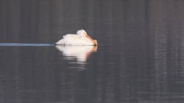 Amerika Birleşik Devletleri 'nin Kaliforniya eyaletinin Lassen ilçesindeki Eagle Lake' de bir Amerikan beyaz pelikanı (Pelecanus erythrorhynchos) yüzer. Kuşlar başlarını kıstırır ve soğuk bir sabahta tüyleri kabarır..