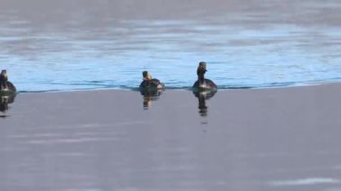 İlkbaharda ABD 'nin Lassen County Kaliforniya eyaletinde Eagle Lake' de yüzen grevdeki üreme tüylerinde üç kulaklı yunus (Podiceps nigricollis)..