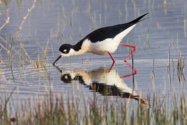Siyah boyunlu çubuk (Himantopus mexicanus) Lassen County, Kaliforniya 'da sığ sularda yiyecek arıyor..
