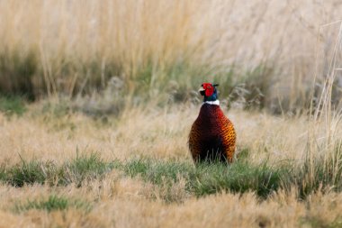Halkalı boyunlu sülün (Phasianus colchicus) Honey Lake Wildlife Refuge, Lassen County, Kaliforniya 'da uzun otların arasında alarmda duruyor..