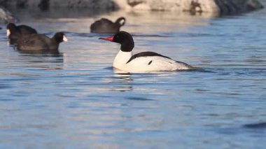 Erkek bir merganser (Mergus Merganser) Lassen County California 'da Eagle Lake' de yüzüyor..