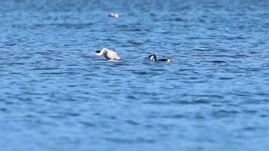 Bir çift batılı yunusun (aechmophorus occidentalis) Lassen County Kaliforniya 'daki Eagle Lake' de çiftleşme koşusu yaparken yavaş çekim klibi..