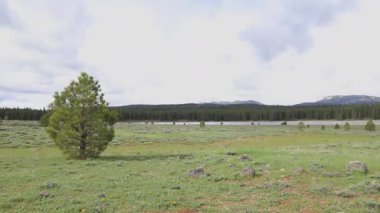 Kaliforniya, Sierra County 'deki Kyburz Düzlüğü' nde rüzgarla savrulan bir çam ağacının yanından geçen bulutlar, yüksek irtifa manzarası üzerinde bir bahar fırtınasının dinmesiyle....