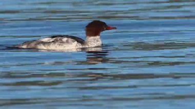Mergus merganser tavuğu (Mergus merganser) Lassen County, Kaliforniya 'da bulunan Eagle Lake' de açık mavi sularda yüzer ve avlanır..