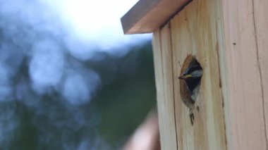 Dağ tavukları (Poecile gambeli), bahar aylarında doğal çam ormanlarında yakalanarak Janesville, Kaliforniya 'daki kuş yuvasından ayrılır..
