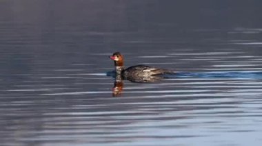 Lassen County California 'da Kartal Gölü' nde altın sabah ışığında yüzen kadın merganser (mergus merganser).  